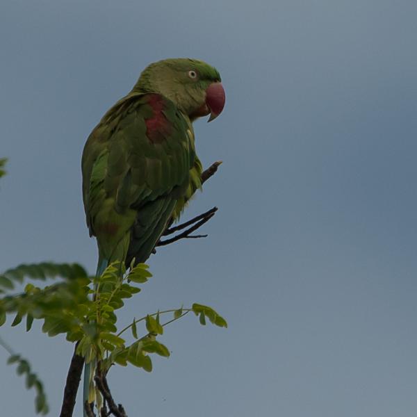 <h3><a href="/trips/srilanka/biota/animalia/chordata/aves/027 psittaciformes/003 psittacidae/psittacula eupatria/psittacula eupatria-nl.html">Psittacula&nbsp;eupatria</a> / Alexandrine&nbsp;parakeet / Grote&nbsp;alexanderparkiet</h3>NIKON D500 met AF-S Nikkor 80-400mm f/4.5-5.6G ED VR, 1/3200 sec  bij F7.1, ISO 250, afstand 19.9&nbsp;m